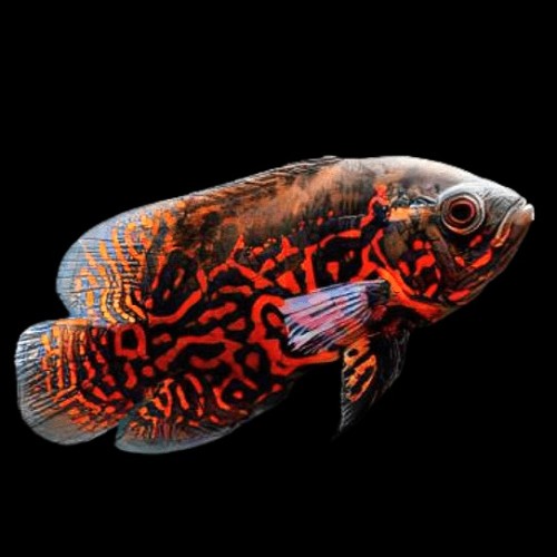 Astronotus ocellatus tiger - red tiger cichlid 8-10 cm
